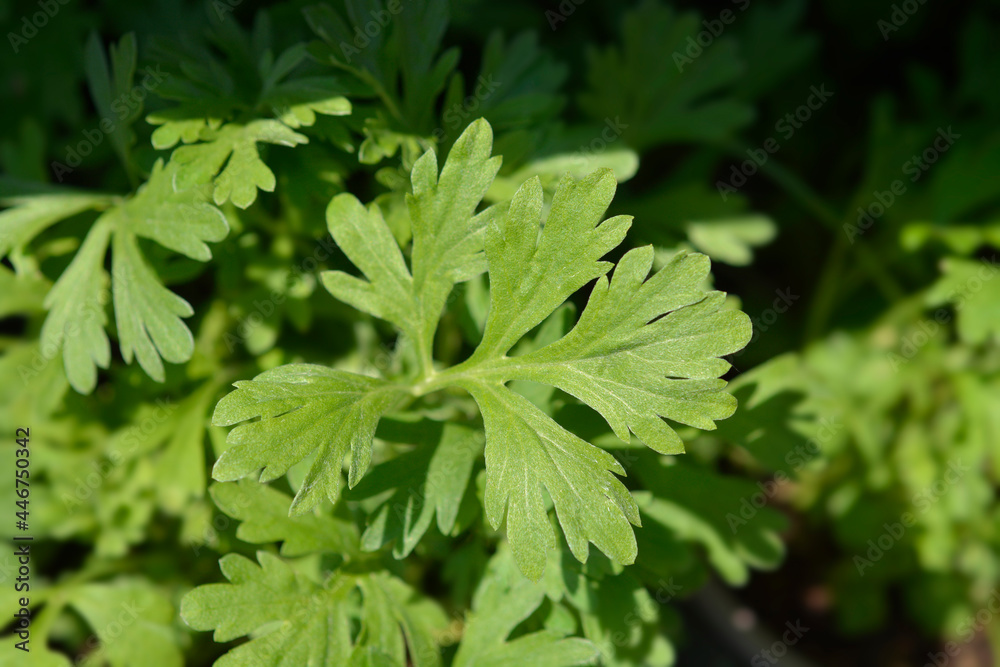 Common wormwood Common wormwood