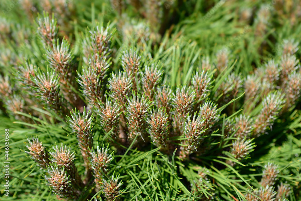 Dwarf black pine Marie Bregeon Dwarf black pine Marie Bregeon
