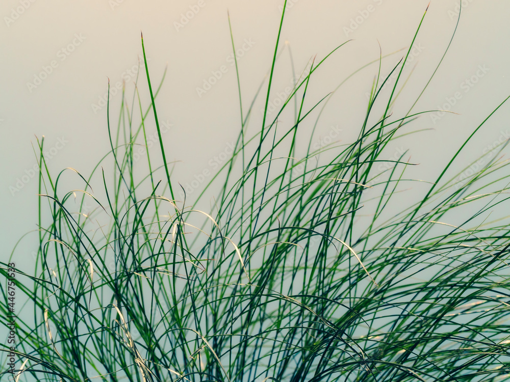 Summer background. Edge of Cyperus papyrus leaves. Macro. Copyspace. Summer background. Edge of Cyperus papyrus leaves. Macro. Copyspace.