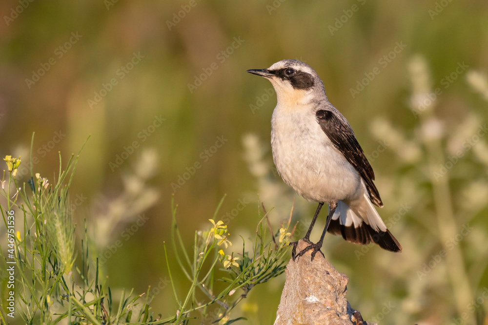 Close up of a male Northern wheatear standing on a rock. Oenanthe oenanthe Close up of a male Northern wheatear standing on a rock. Oenanthe oenanthe