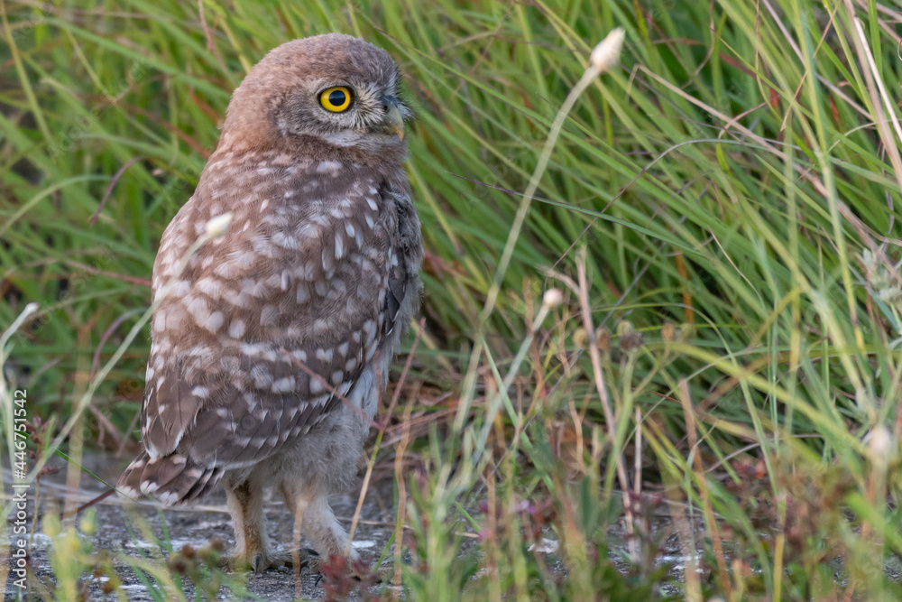 Owlet Little owl in natural habitat Athene noctua. Close up Owlet Little owl in natural habitat Athene noctua. Close up