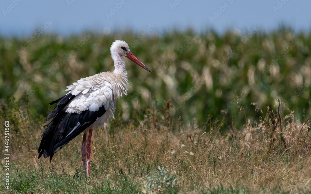 Naklejka premium bird, tier, natur, schnabel, wild lebende tiere, feather, ciconia, gras, wild, 