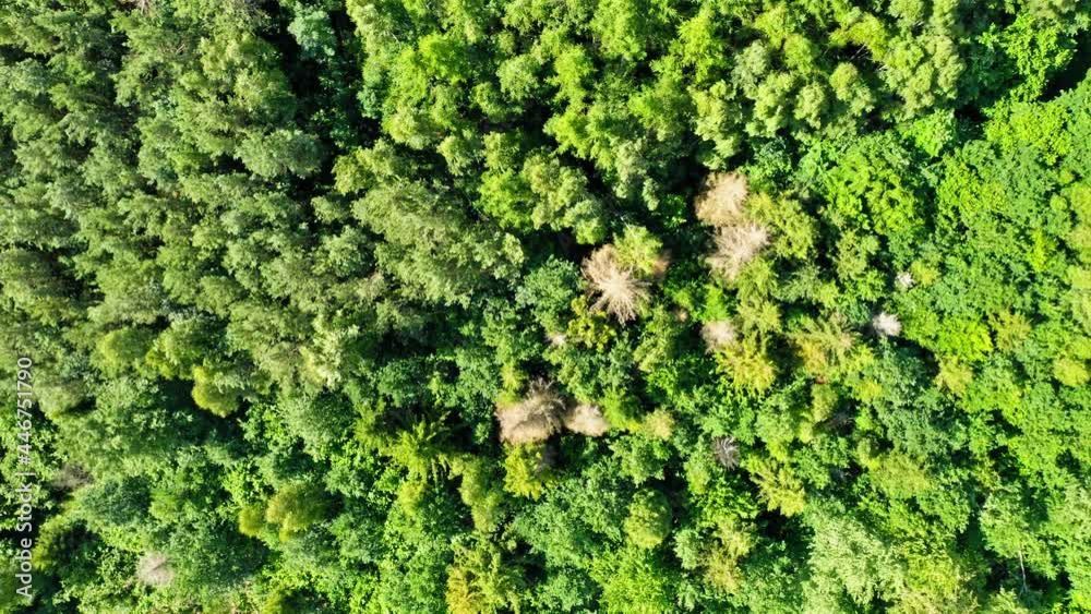 Swaying green trees on wind. Aerial view of wildlife, Poland. Swaying green trees on wind. Aerial view of wildlife, Poland.