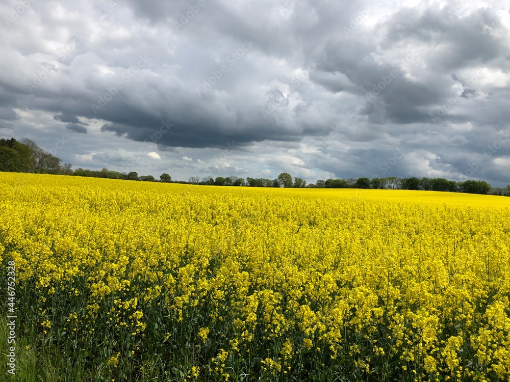 Rapsfeld Rapsfeld