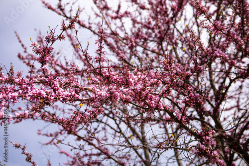 Pink flowers on a tree against the sky