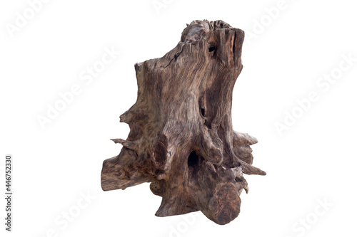 Bild auf Leinwand Dead tree stump isolated on white background  included clipping path