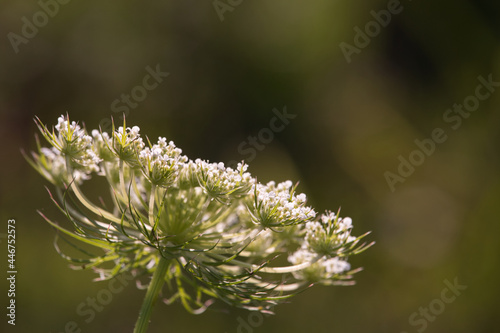 фотографія Side of white carrot flower against blurred green background