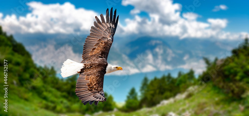 Adler fliegt in großer Höhe mit ausgebreiteten Flügeln an einem sonnigen Tag in den Bergen. photo