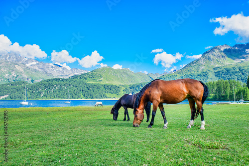 Horses graze in high mountain meadows near a Alpio lake