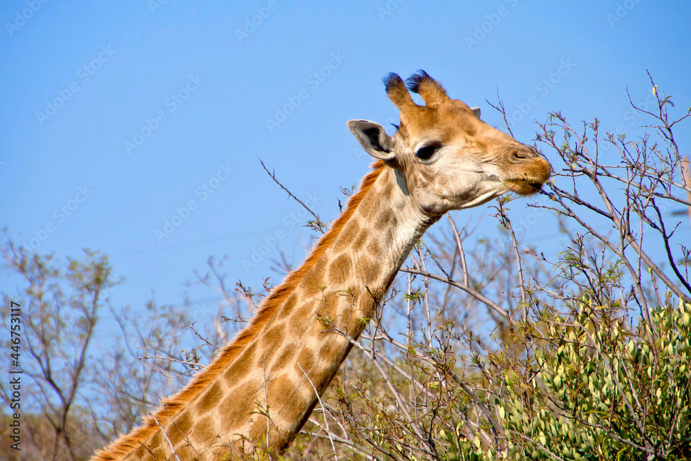 Fototapeta premium Giraffe, Giraffa camelopardis, Wildlife Reserve, South Africa, Africa