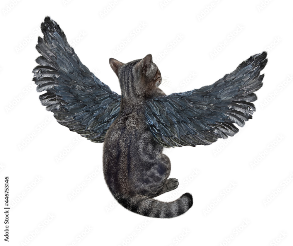 Fototapeta premium A gray cat with bird wings is about to take off. Back view. White background. Isolated.