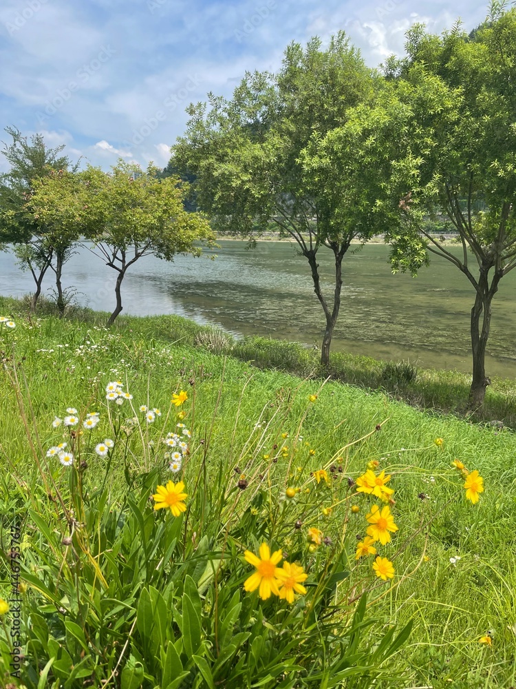 flowers blooming by the river