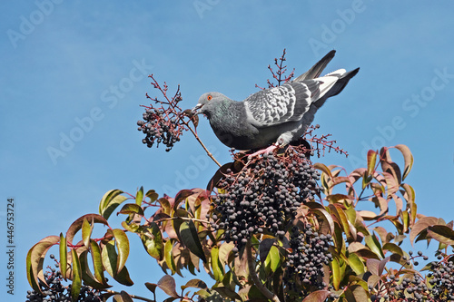 Papier peint pigeon pecking glossy privet berries