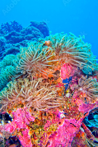 Stony Coral, Branching Coral, Reef Building Coral, Coral Reef, Bunaken National Marine Park, Bunaken, North Sulawesi, Indonesia, Asia