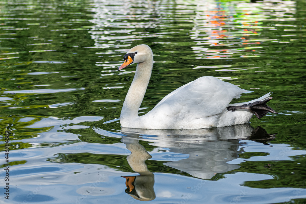 Fototapeta premium swan on the lake