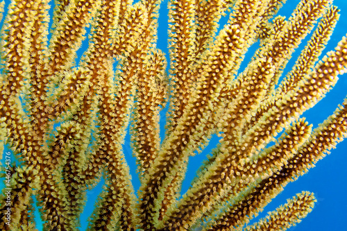 Gorgonian, Sea Fan, Sea Whips, Coral Reef, Caribbean Sea, Playa Giron, Cuba, America photo