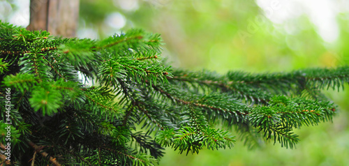 green spruce needles on large branches close-up, wide horizontal banner with soft focus and blurry background