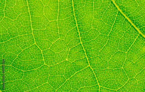 green leaf with visible texture. background or textura
