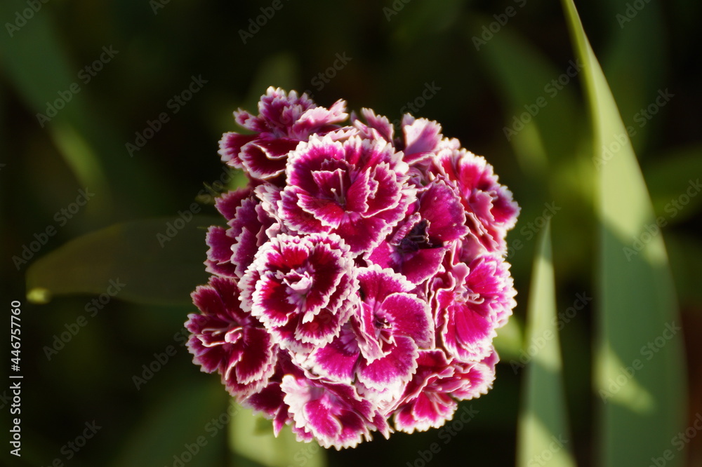 Obraz premium pink and white flower