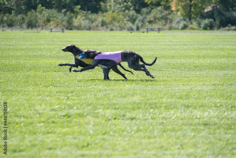 Two dogs running together at lure coursing