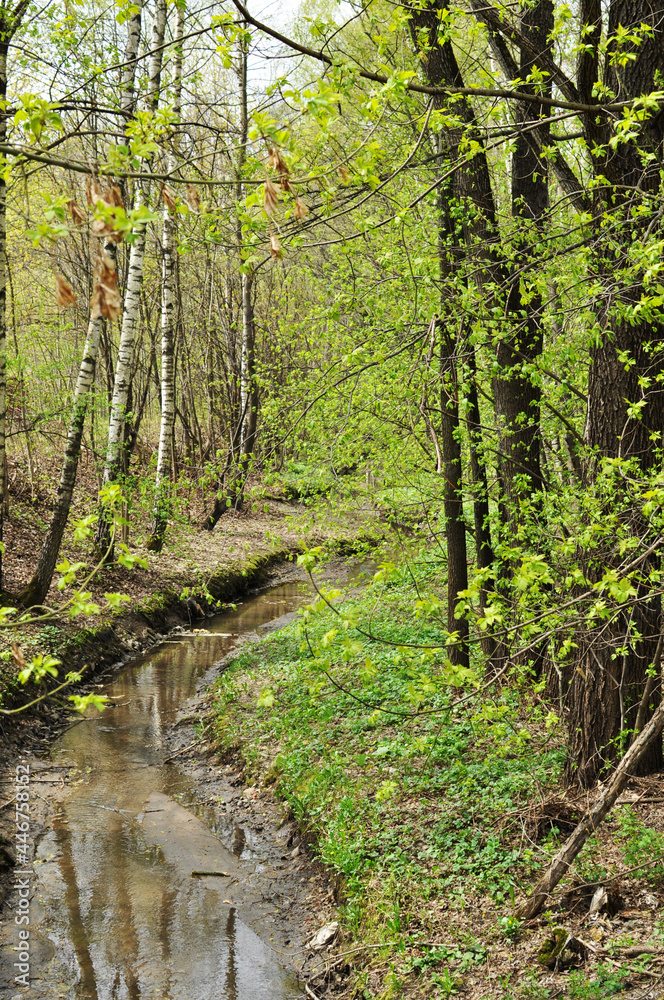 Fototapeta premium Panoramic view of the stream in the city park. Summer in the park.