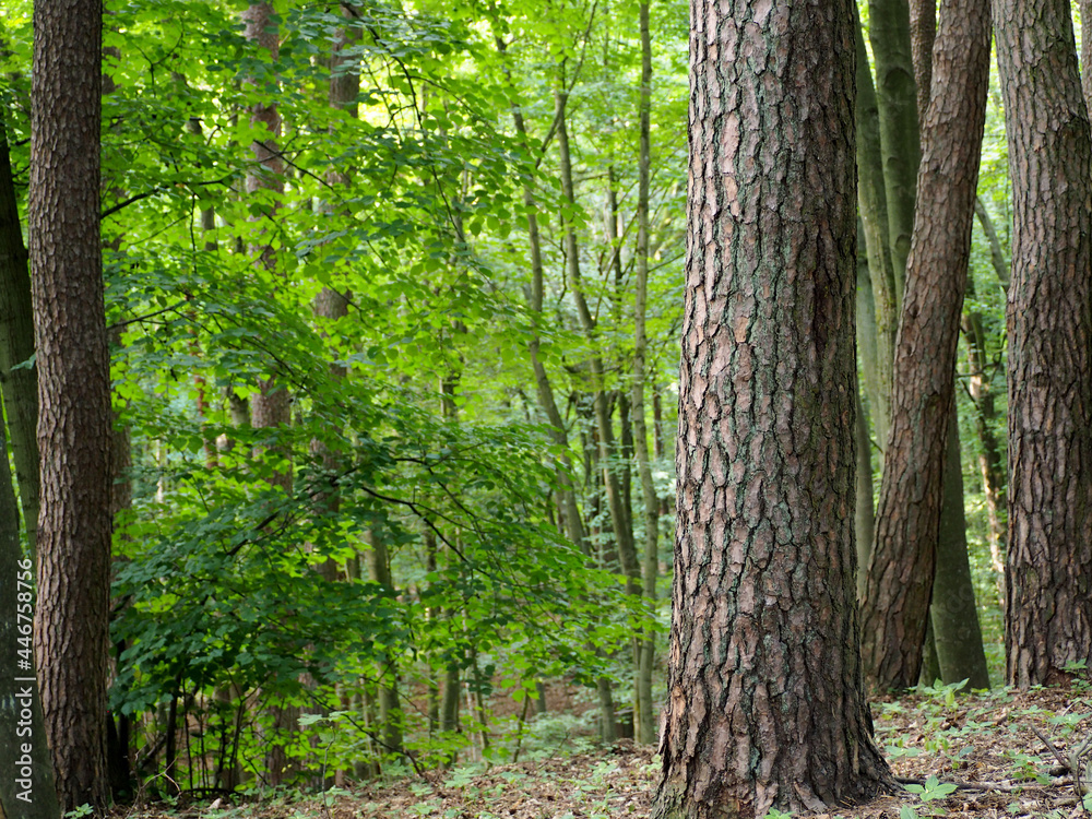 on a summer day, there are many trees with green leaves growing in the forest . forest during the day on a summer day, there are many trees with green leaves growing in the forest . forest during the day