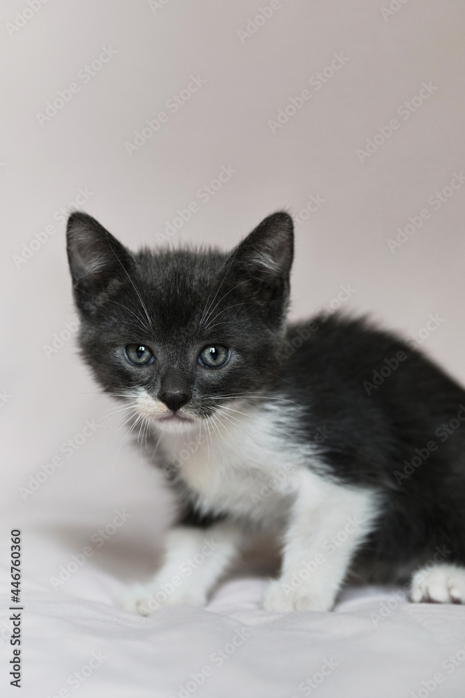 Advertising for pet store or cat food and care products. Kitten on white minimalistic background. Cute fluffy domestic gray young kitten is sitting on white blanket and posing.