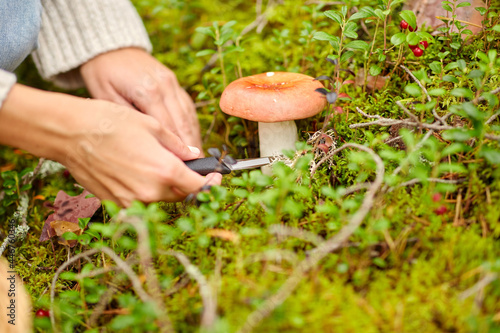 picking season, leisure and people concept - close up of young woman with knife cutting mushroom in autumn forest