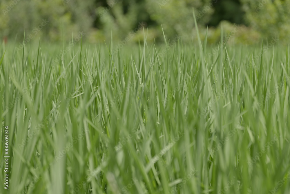 夏の水田　風に揺れる稲の青葉