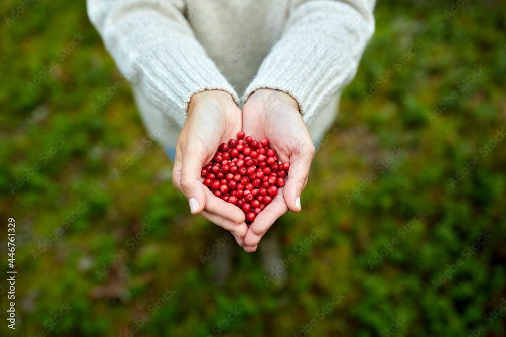 picking season, nature and forest concept - close up of young woman holding red berries in hands picking season, nature and forest concept - close up of young woman holding red berries in hands