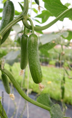 Fresh young unripe mini cucumbers on a plantation