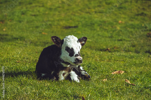 one day old Calf resting in the late afternoon sun 