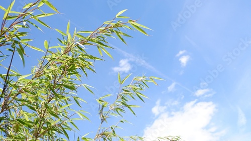 Green bamboo plant against bright blue sky