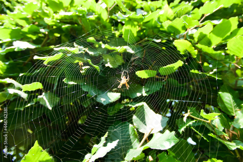 spider web in front of green leaves