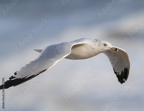 Adult Ring-billed Gull in flight
