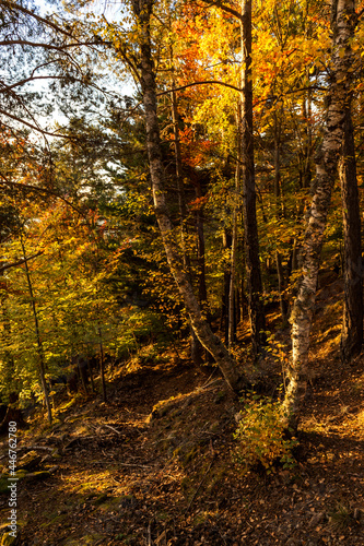 forest trees with autumn colors © carles