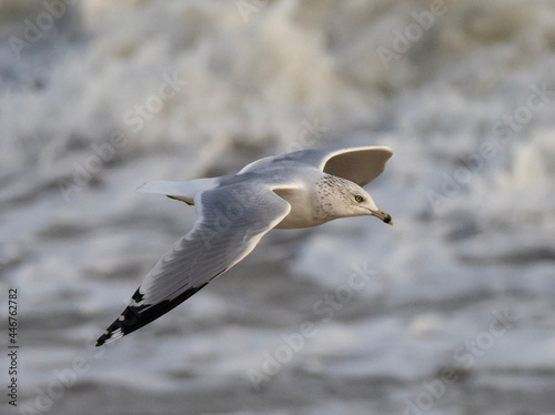 Adult Ring-billed Gull in flight photo
