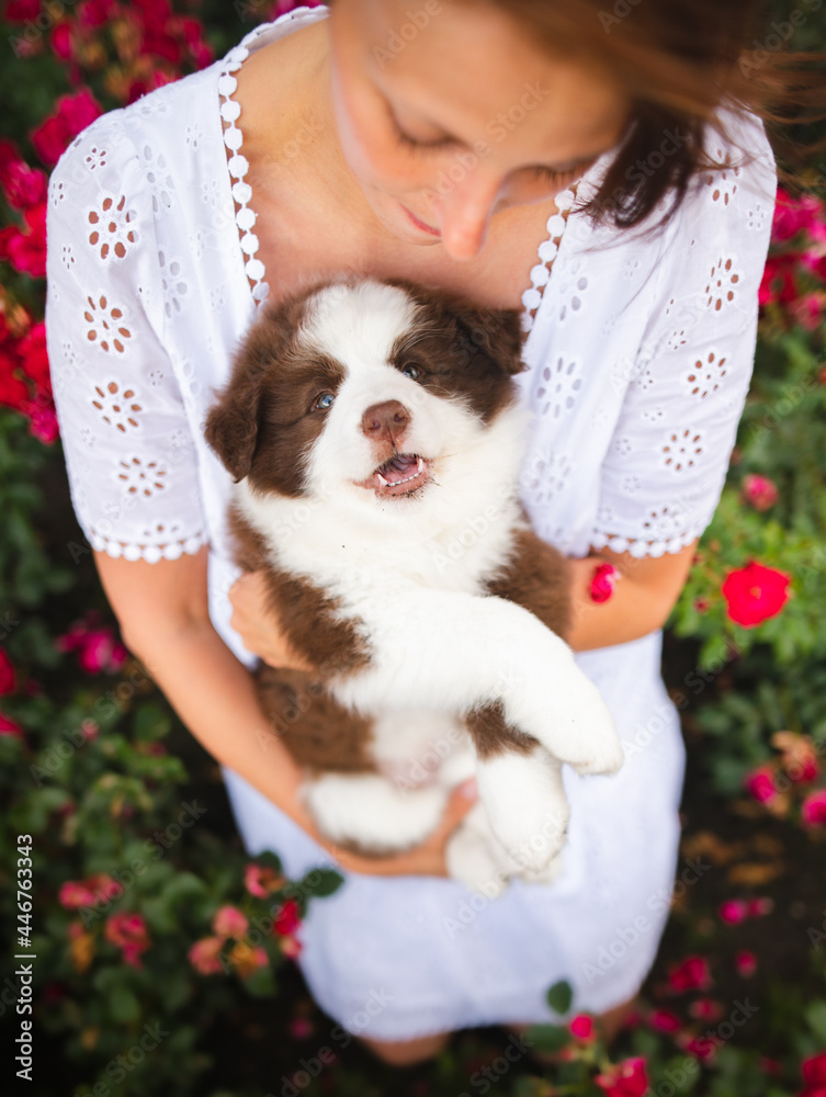 A female owner holding a cute border collie puppy in roses A female owner holding a cute border collie puppy in roses