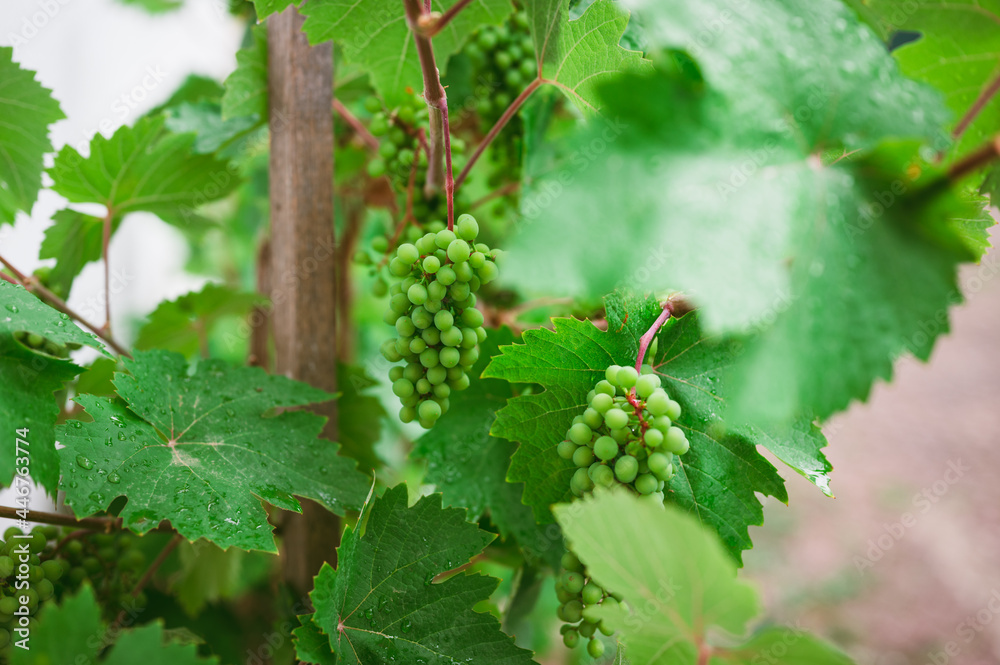 Young, unripe grapes in green vineyard after rain Young, unripe grapes in green vineyard after rain
