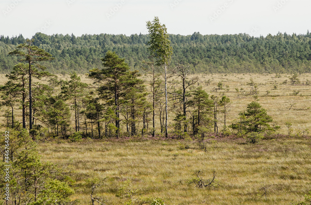 Vasenieki marsh in summer day, Latvia.