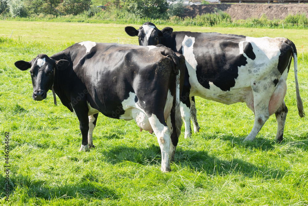 Two black and white Holstein Friesian cattle cows in the pasture. Two black and white Holstein Friesian cattle cows in the pasture.