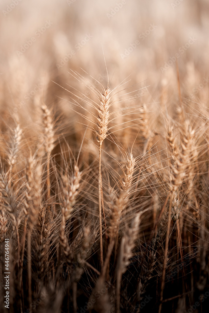 Vertical close-up photography of a ripe yellow wheat plant on the rural field Vertical close-up photography of a ripe yellow wheat plant on the rural field