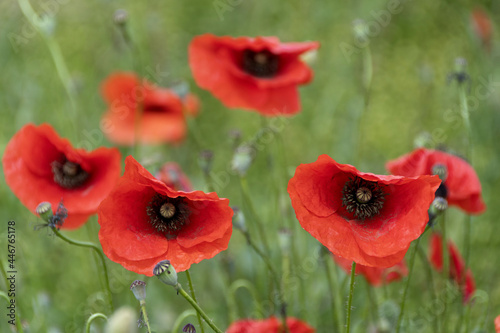 Closeup of long-headed poppies in the field. France. photo