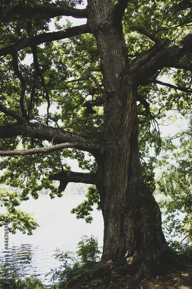 big tree oak in the forest by the lake big tree oak in the forest by the lake
