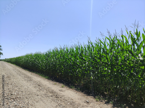 An even row of corn and a country road near