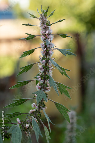 In the meadow among the herbs grows and blooms medical motherwort (Herba Leonuri). photo