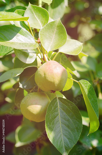 Pear fruits hanging on a tree branch in green leaves