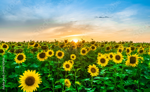 Sunset over sunflower field