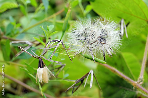 Sintrong flower - Crassocephalum crepidioides. Is a kind of dandelion flower that grows wild as a weed by the roadside photo