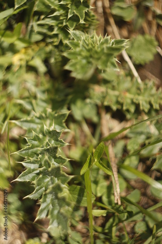 green needles